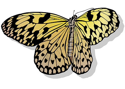 黄宣纸蝴蝶生物学花园漏洞宏观昆虫学串珠野生动物黄色景点昆虫图片