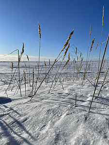 在阳光明媚的寒冷天气里 在白雪覆盖的田野上 干草的耳朵在风中飘扬 雪地上的茎长长的影子 荒凉的地方 无边无际的空间 清澈的蓝天晴图片