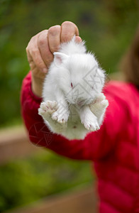 手里拿着一只小兔宝宝的女孩在农场种植畜产品兔子野生动物眼睛毛皮柳絮季节植物宠物荒野哺乳动物图片
