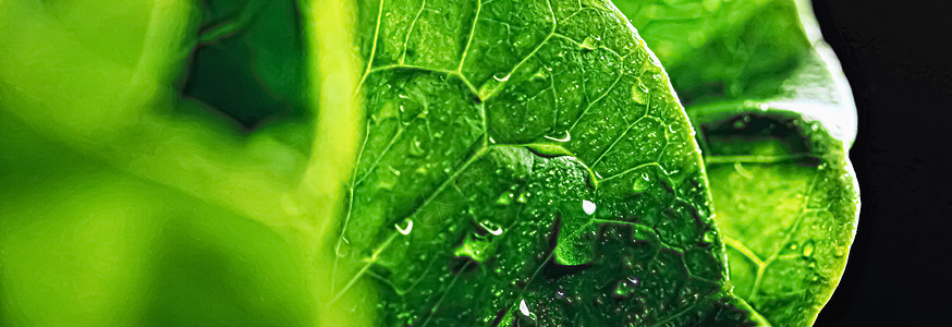 新鲜绿色生菜 有机食品沙拉饮食宏观白色树叶花园植物叶子食物蔬菜图片