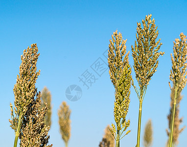 高梁或米粉剂蓝色天空收成农场粮食植物种植园生长叶子珍珠种子高粱图片