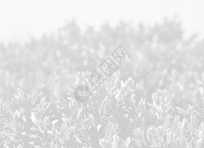 花卉背景公园太阳生物学叶状绿色国家树叶阳光花园阴影图片