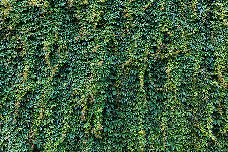 与 iv 的砖墙生长花园建筑学植物房子植物群植物学叶子灌木建筑图片