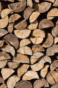 木材原木堆森林日志生长壁炉柴堆树干环境木头记录团体图片