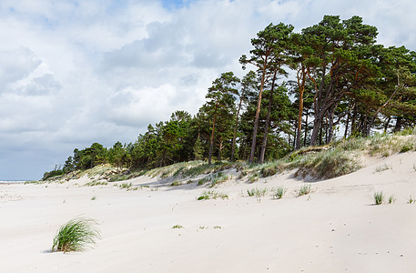 沙丘和松树天空海岸海洋阳光晴天季节蓝色荒野支撑场景图片