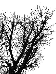 孤立在惠特上的树剪影树叶季节分支机构天空木头植物公园墙纸树干环境图片