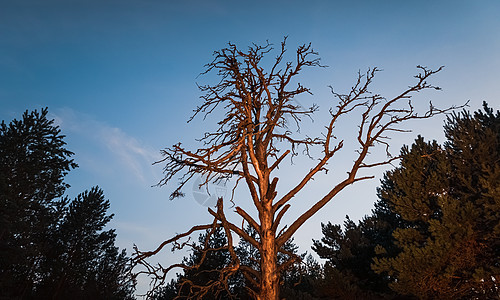 干燥枯死的树在附近孤独戏剧性寂寞木头蓝色森林场地月亮公园植物图片