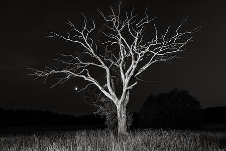 干燥枯死的树在附近木头寂寞月亮环境孤独戏剧性公园天空植物蓝色图片