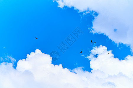 一群老鹰在天上盘旋 等待着食物空气旅行蓝色航班动物天空羽毛捕食者自由飞行图片