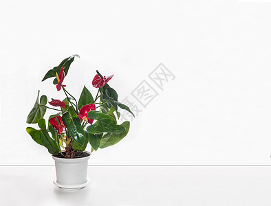 白色墙壁背景上的室内红掌花奢华风格宏观叶子生活树叶环境装饰花卉桌子图片