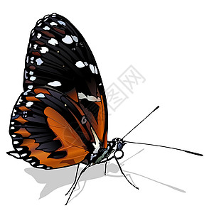 虎长翼蝶优美蝴蝶漏洞动物群花园动物插图宏观环境野生动物图片