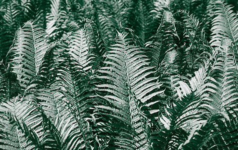 天然花卉蕨背景花园植物群蕨类荒野环境森林植物热带宏观公园图片