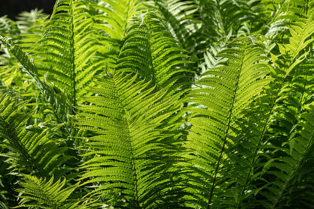 天然花卉蕨背景叶子植物群公园生长荒野热带季节树叶植物衬套图片