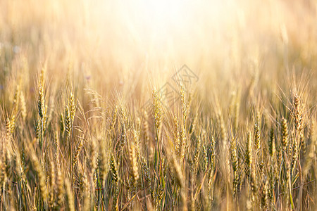 小麦田种子场景大麦稻草农场农业粮食农田太阳地平线图片