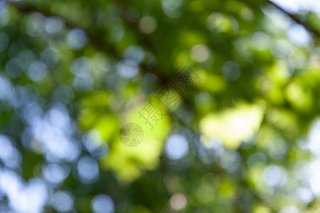 自然抽象背景摘要背景植物公园阳光树叶光束叶子季节森林边界艺术图片