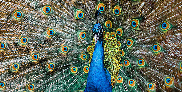 美丽的孔雀动物园跳舞动物群展览鸟头男性尾巴眼睛蓝色野生动物图片
