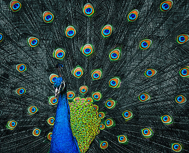 美丽的孔雀野生动物展示羽毛尾巴展览跳舞热带蓝色鸟头男性图片