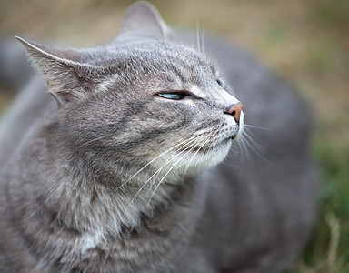 灰小猫户外玩哺乳动物花园毛皮眼睛耳朵鼻子尾巴猫咪姿势头发图片