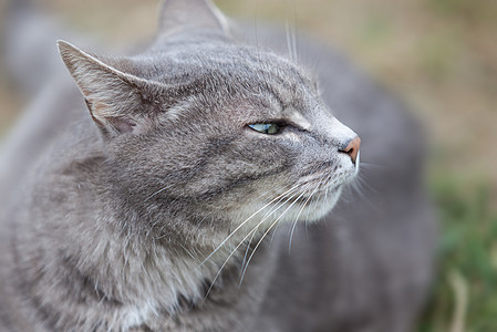 灰小猫户外玩花园姿势哺乳动物猫咪鼻子眼睛头发宠物毛皮尾巴图片