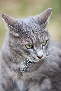 灰小猫户外玩鼻子尾巴毛皮眼睛小猫花园姿势猫咪耳朵宠物图片