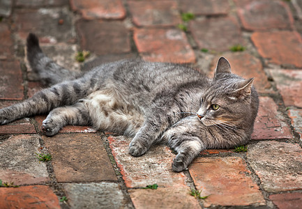 灰小猫户外玩猫咪哺乳动物尾巴毛皮宠物头发眼睛鼻子花园小猫图片