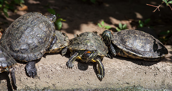 海龟家族动物池塘盔甲石头乌龟家庭甲壳尾巴野生动物脊椎动物图片