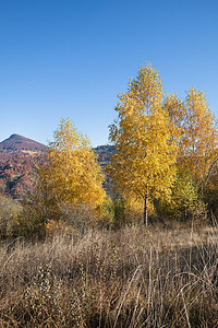 喀尔巴阡山秋木头晴天天空草地阳光农村橙子公园金子季节图片