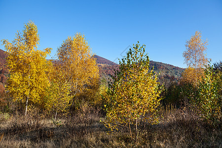 喀尔巴阡山秋木头植物群叶子草地金子晴天全景花园天气季节图片