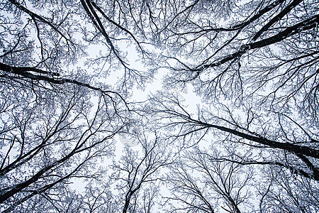 冬季森林风暴薄雾薄片天空世界土地紫色雪花冻结爬坡图片