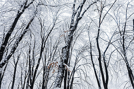 冬季森林世界薄片树干薄雾童话地面蓝色紫色雪片天空图片