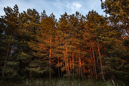 日落的光芒中松树森林晴天阳光季节荒野天空蓝色沙丘风景支撑图片