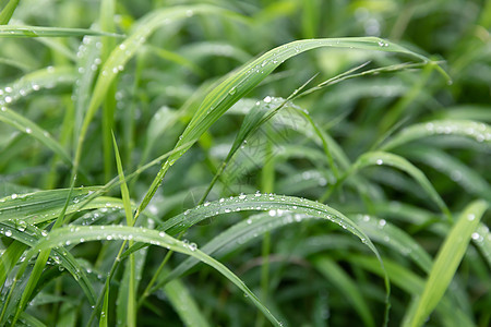 绿草上滴水天气场地植物群叶子环境草地雨滴绿色花园液体图片