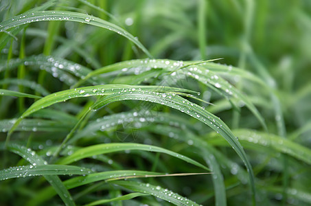 绿草上滴水植物群天气环境液体绿色水滴场地雨滴生长草地图片