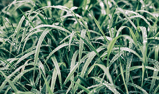 绿草上滴水生长叶子植物群雨滴场地花园绿色水滴天气液体图片