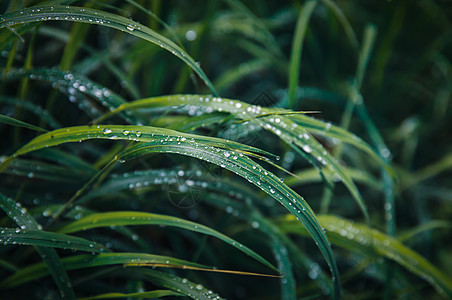 绿草上滴水植物群叶子天气草地环境场地水滴雨滴绿色花园图片