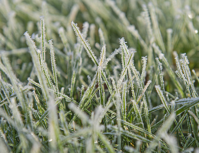 严冬 草地紧闭 冰冻寒冷植被植物季节白色天气农村风景宏观花园绿色图片