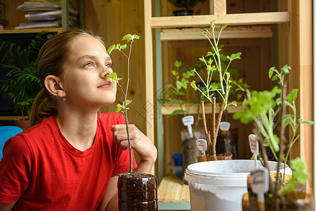 女孩移植花园植物的幼苗 闻着新鲜叶子的气味图片