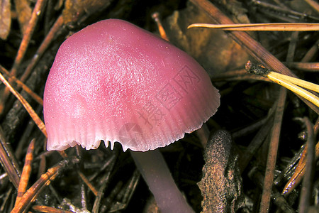 西班牙瓜达拉姆国家公园野生蘑菇环境生态旅游多样性孢子毒菌栖息地避难所荒野生物旅游图片