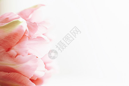 美丽的粉红色郁金花 在明亮的晨光中 花朵美礼物宏观绿色郁金香花瓣玫瑰植物奢华白色植物群图片