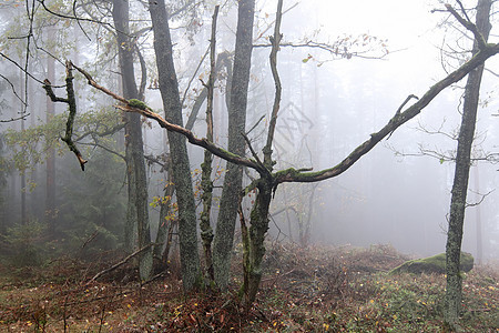 雾中秋林树木薄雾针叶树光谱情绪森林气氛心情背景图片