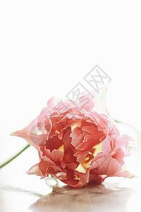 美丽的粉红色郁金花 在明亮的晨光中 花朵美植物群红色奢华礼物阳光绿色叶子郁金香粉色植物图片