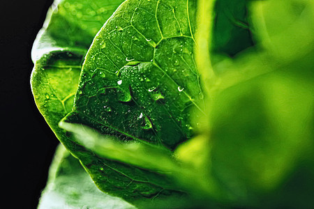 新鲜绿色生菜 有机食品植物叶子菠菜饮食奢华白色树叶花园食物沙拉图片