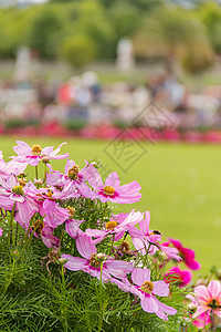 美丽的粉红色花朵 有模糊的树木和花园作为背景粉红玫瑰花粉风格紫色植物蜜蜂叶子人像植物群绿色图片