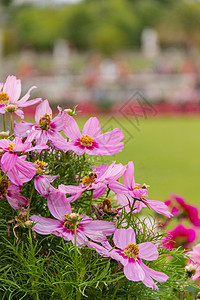 美丽的粉红色花朵 有模糊的树木和花园作为背景花粉风格蜜蜂叶子紫色植物群粉红玫瑰植物墙纸人像图片