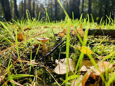 黄叶躺在绿草上蘑菇秋天第一天在公园里的全景蓝天树的花蕾桦树的树干阳光明媚的白天小路在树林里特写你图片