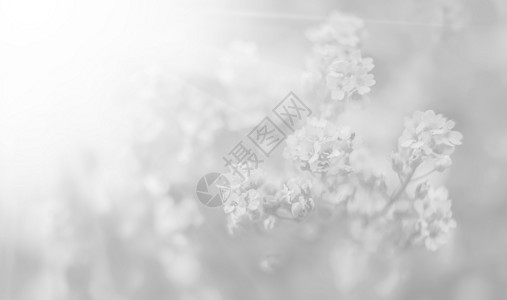 小花底浅灰色灰度的浅灰色岩层香雪球花园植物群岩石野花季节花瓣灰色环境植物学图片