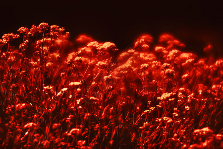 小花朵 红色的响亮红调香雪球花园戏剧性花瓣植物环境岩石野花季节植物群图片