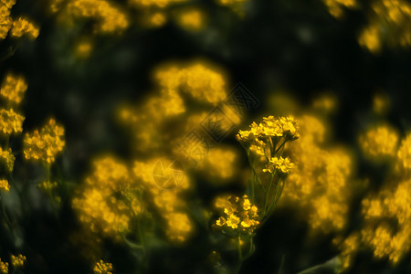 春时的香气沙萨提利斯小黄花濒危金粉野花篮子花瓣植物群国家花园植物环境图片