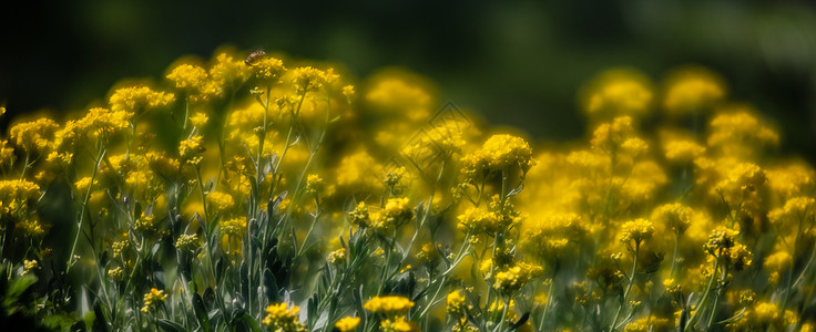 春时的香气沙萨提利斯小黄花濒危金簇花序花园爬坡篮子金粉植物花瓣衬套图片