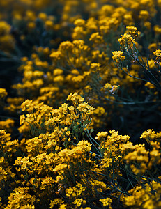 春时的香气沙萨提利斯小黄花花园环境金子岩石石灰岩花瓣爬坡植物群植物香雪球图片